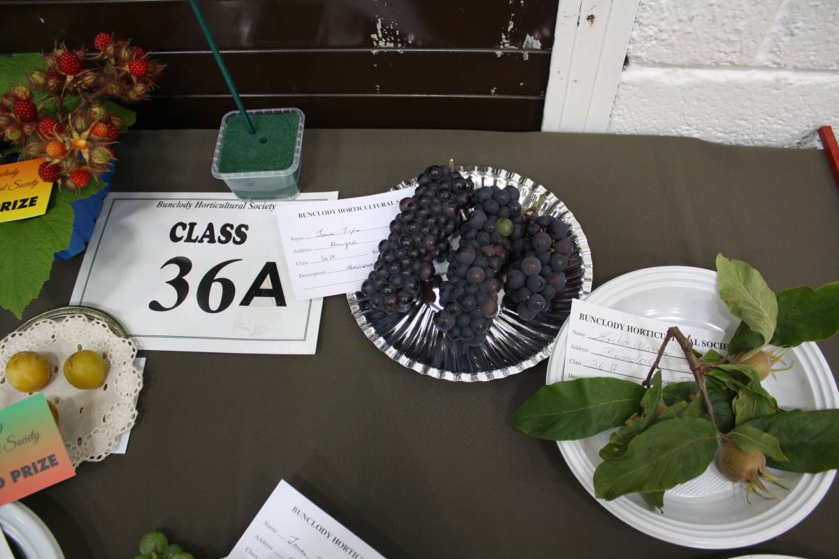 ../Images/Horticultural Show in Bunclody 2014--42.jpg